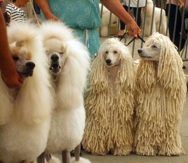 9a17f724acbe0221455f9d13b74a8354--french-poodles-big-dogs.jpg