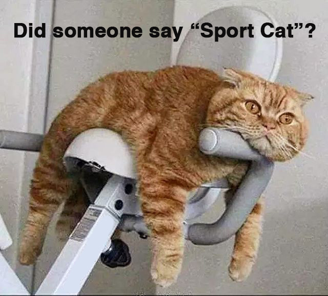 sportcat2.jpg
