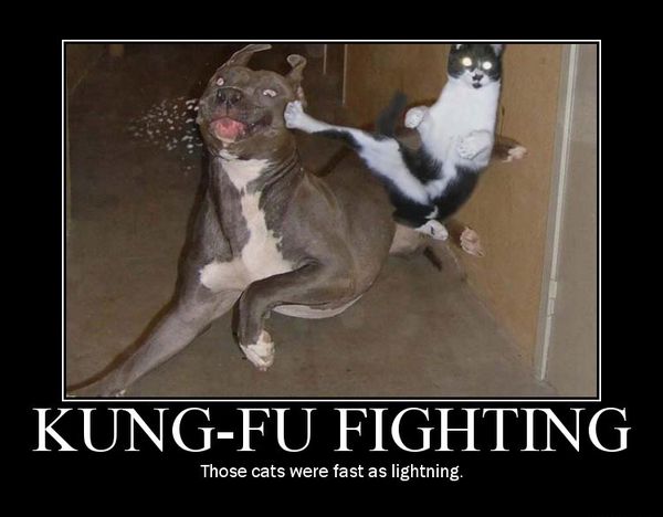 22-Funny-Dog-and-Cat-Memes.jpg