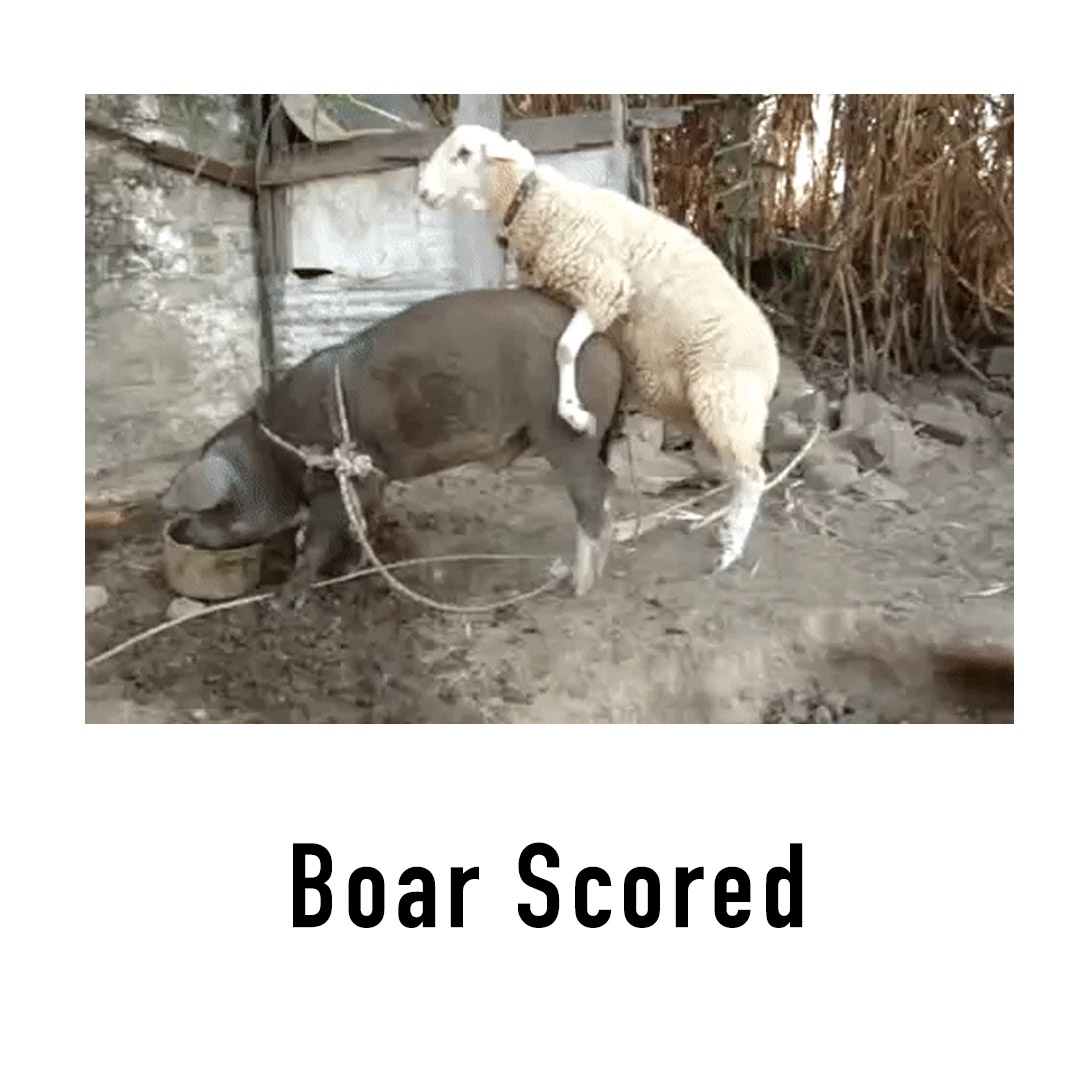 boar_scored.jpg
